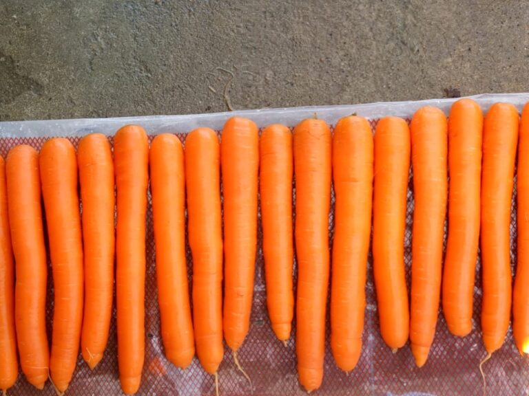 carrot